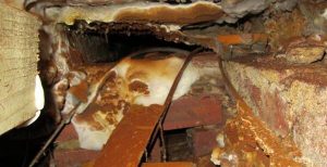 Dry rot