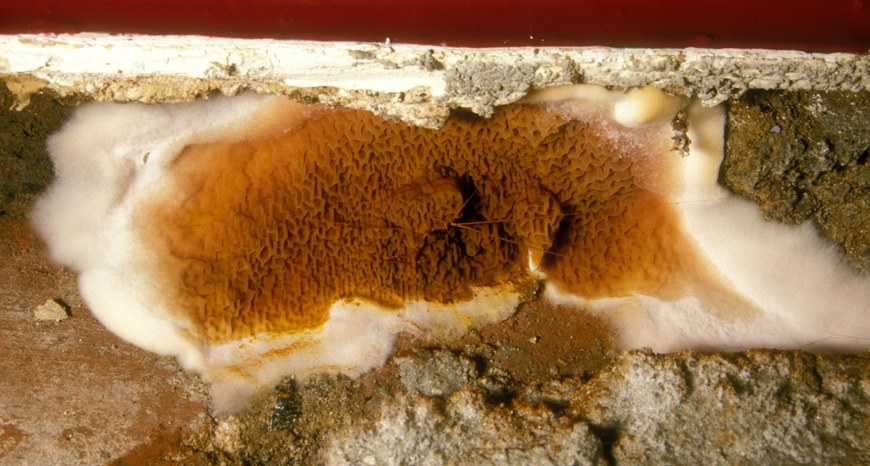 Dry rot fungus