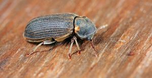 Death watch beetle
