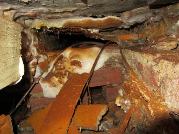 What a shock for our client purchases a house with a virulent attack of true dry rot
