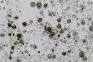 Black Spot Mould