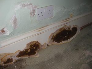 Wall rot on skirting