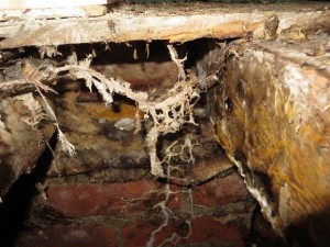 Dry Rot Survey Wimbledon SW1912