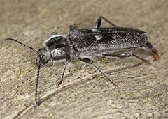 house longhorn beetle