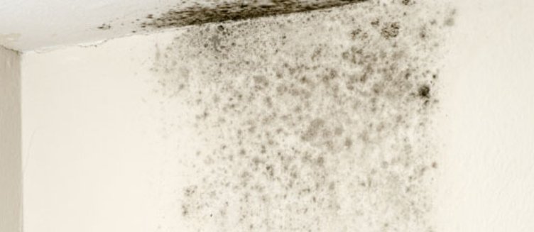 Penetrating damp image