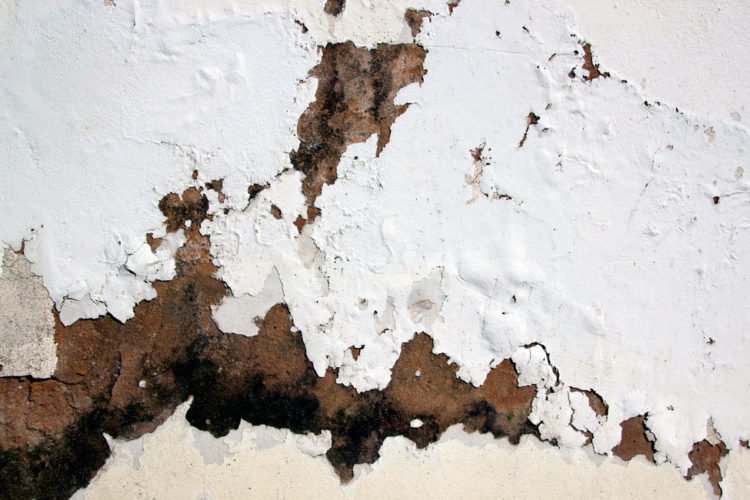 Tips for Eradicating Moisture in a Damp Cellar Tapco HomeDry London