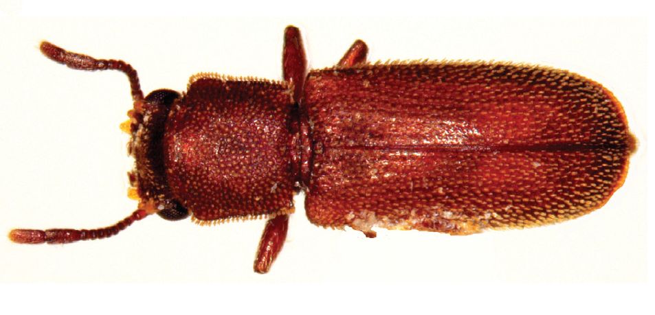 Powder Post beetle