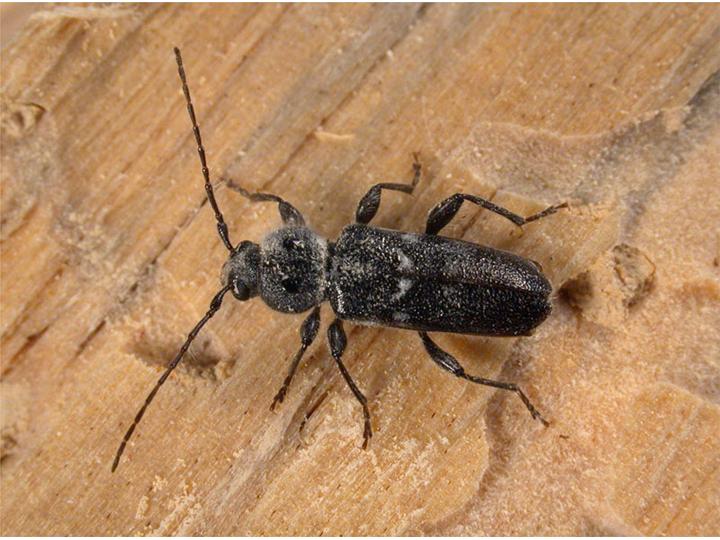 house longhorn beetle