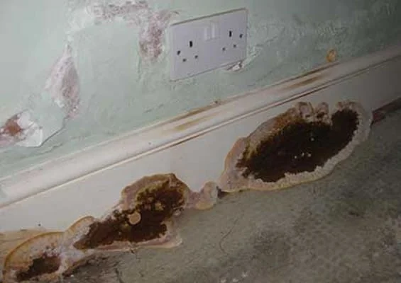 dry rot