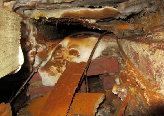 dry rot