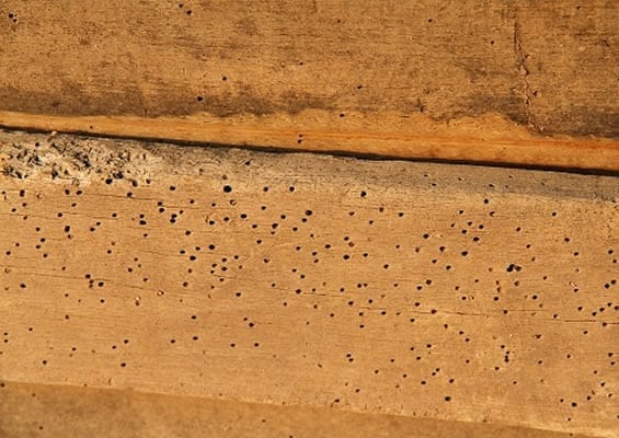 woodworm