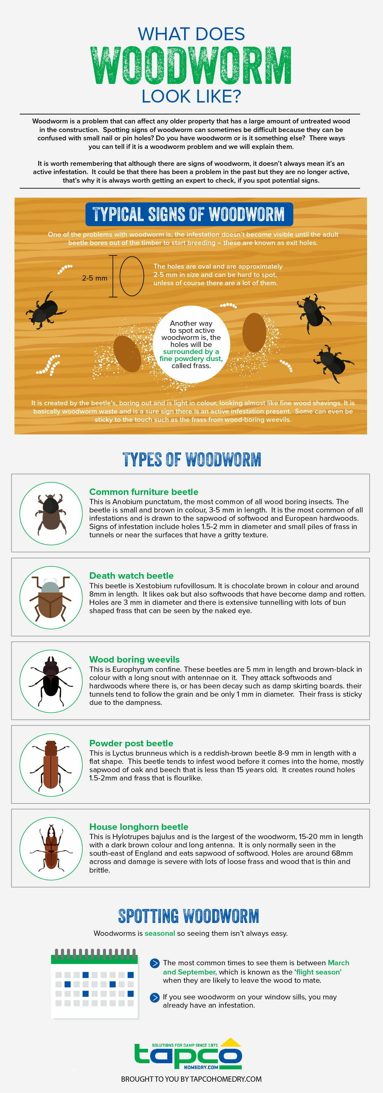 What Does Woodworm Look Like Is Your Property Suffering From It