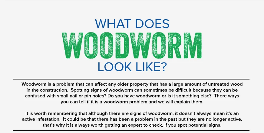 woodworm