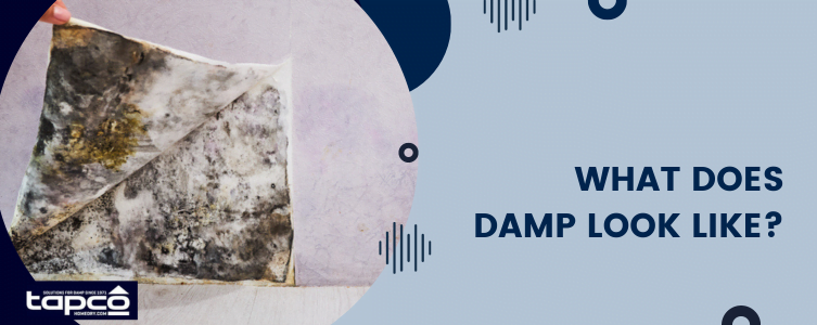 What does damp look like?