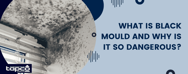 What is black mould and why is it so dangerous?